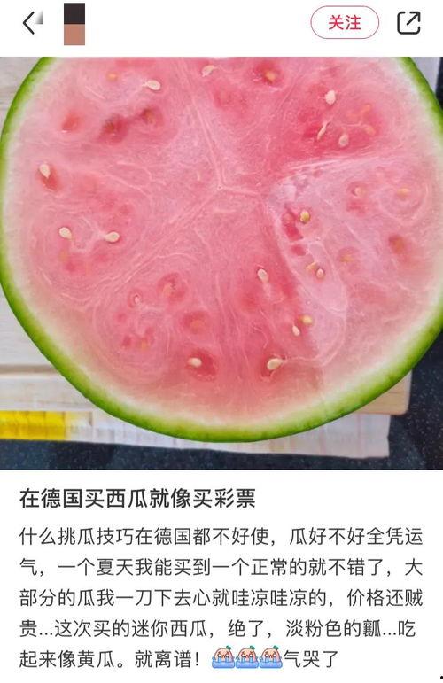 外国人免费吃瓜,外国人免费品尝瓜果的奇妙之旅