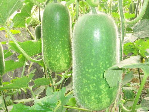 吃瓜广饶,探寻美食背后的广饶故事