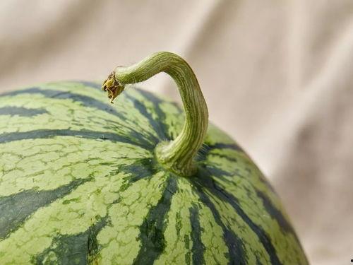 上海考完全部吃瓜,全民吃瓜，揭秘这场年度盛会的幕后故事