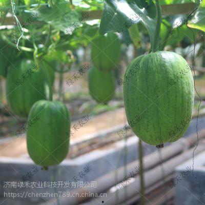 山东师范地环吃瓜