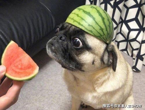 吃瓜的小号,吃瓜小号带你领略幕后风云