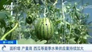 桂平的吃瓜群众