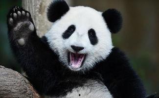 带你吃瓜 大熊猫,揭秘“吃瓜”萌宝的日常生活