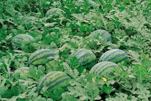 北吉珠吃瓜,揭秘网红吃瓜背后的故事