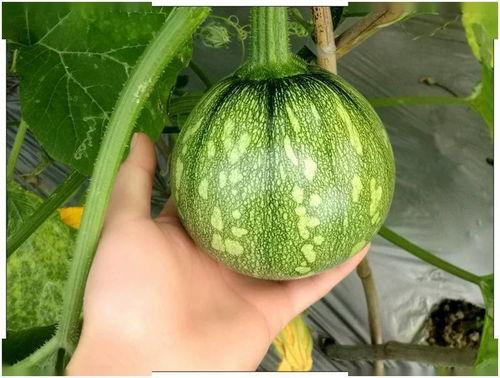 天胡吃瓜,揭秘娱乐圈那些不为人知的幕后故事