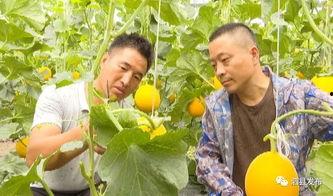 泗县吃瓜事件,一场引发社会热议的网络风波