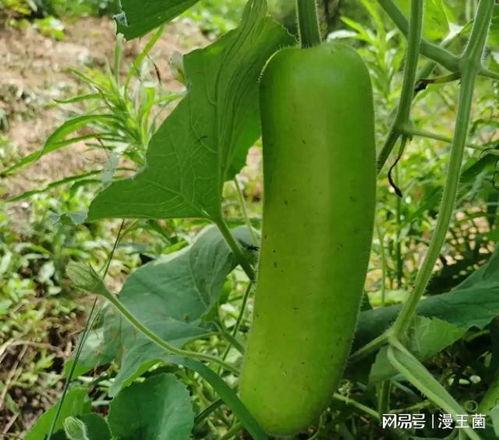 男子吃瓠子瓜中毒,警惕常见食物中毒风险