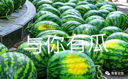 学校吃瓜视频全集,揭秘学校吃瓜视频全集精彩瞬间