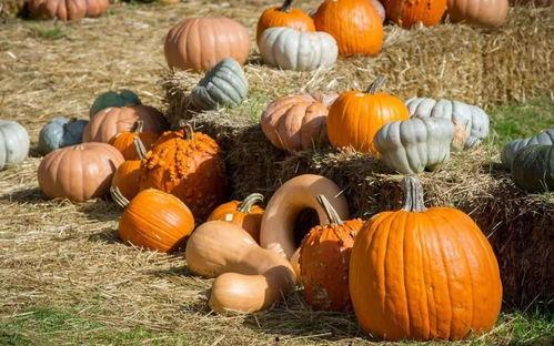 狮驼岭吃瓜,揭秘吃瓜背后的神秘力量