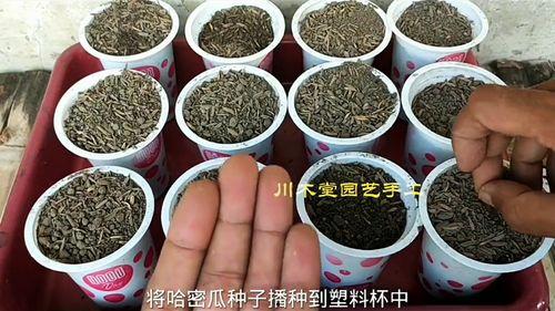 自己吃自己的瓜火漆