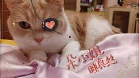 猫吃小鱼瓜声控,瓜声悠扬映夜色