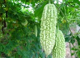 湿疹可以吃凉瓜吗,湿疹患者适宜食用凉瓜的饮食建议