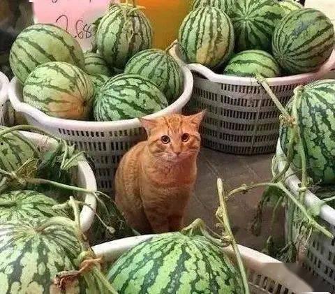 鱼干吃瓜,探寻传统美食的奇妙融合