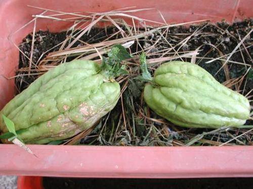 烧伤可以吃羊角瓜,天然疗愈的绿色选择