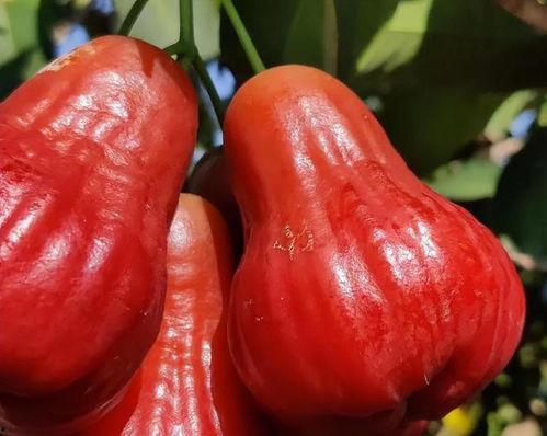 莲雾app吃瓜,吃瓜群众的云端聚集地