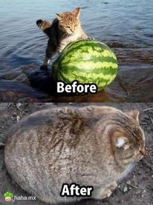 吃瓜怪物,一场味蕾与想象的奇幻之旅