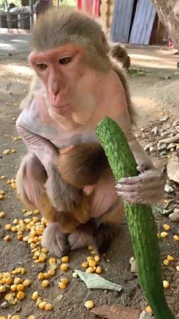 猴子吃瓜歌曲,趣味横生的夏日音乐狂欢