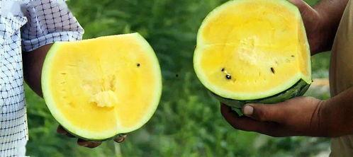 怎么找初恋吃瓜,探寻那些年我们一起吃瓜的故事